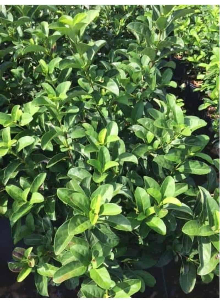 Viburnum Odoratissimum | Extra Large 3 Gallon Plant | Sweet Viburnum | Fast|Growing Privacy Hedge | Fragrant Flowers