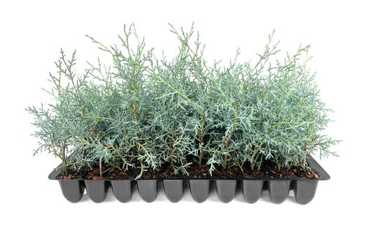 Carolina Sapphire | Live Plants | Cupressus arizonica 'Carolina Sapphire' | Fast|Growing Privacy Trees | Evergreen Landscape Screening Plants