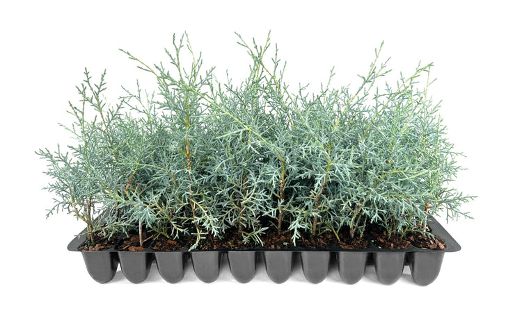 Carolina Sapphire | Live Plants | Cupressus arizonica 'Carolina Sapphire' | Fast|Growing Privacy Trees | Evergreen Landscape Screening Plants