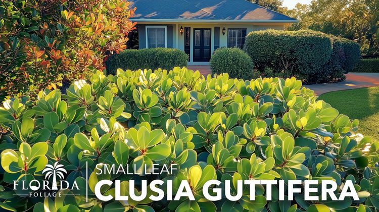 Clusia Guttifera Small Leaf | Live Plants | Clusia guttifera | Privacy Hedge Plants | Evergreen Shrub for Tropical Landscaping