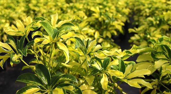 Arboricola Variegated Schefflera Trinette I Live Plants I Vibrant Green & Yellow Foliage, Easy-Care Indoor/Outdoor Plant, Air-Purifying, Ideal for Home