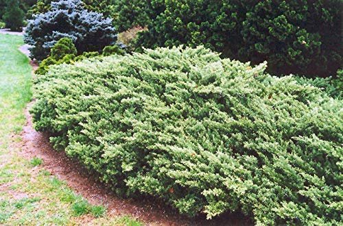 Juniper Parsoni | Live Plants | Juniperus Squamata Expansa Parsons | Drought Tolerant Cold Hardy Evergreen Ground Cover