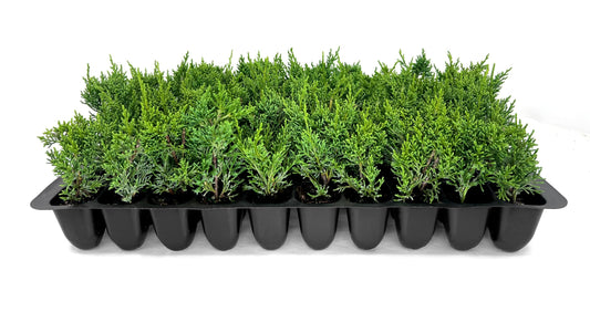 Shimpaku Juniper | Live Plants | Juniperus Chinensis | Evergreen Bonsai Specimen for Indoor & Outdoor Landscapes | Hardy Dwarf Plants