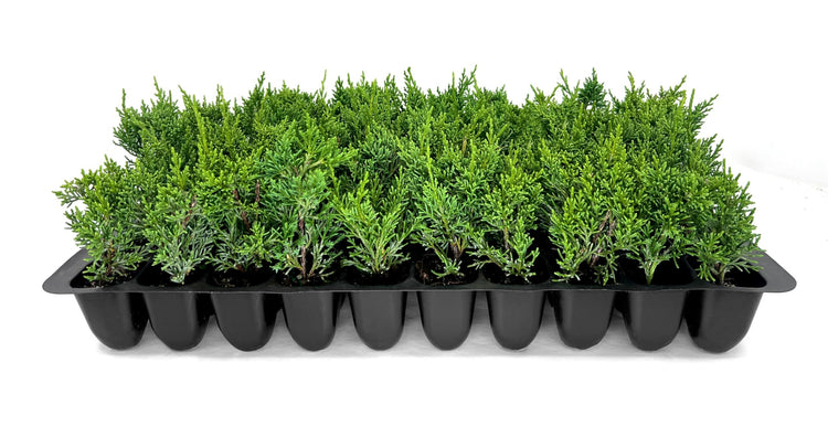 Shimpaku Juniper | Live Plants | Juniperus Chinensis | Evergreen Bonsai Specimen for Indoor & Outdoor Landscapes | Hardy Dwarf Plants