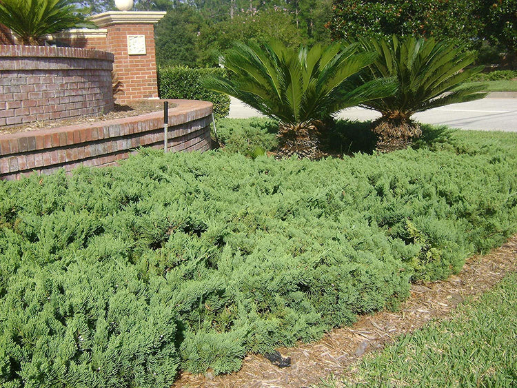 Juniper Parsoni | Live Plants | Juniperus Squamata Expansa Parsons | Drought Tolerant Cold Hardy Evergreen Ground Cover