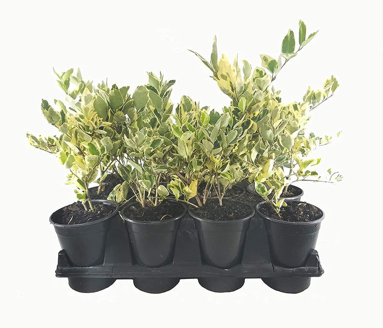 Ligustrum Japonicum Jack Frost Privet | Live Quart Size Plants | Variegated Evergreen Formal Hedge