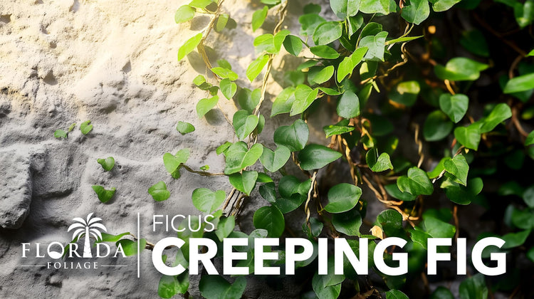 Creeping Fig Vine | Live Plants | Ficus Pumila | Fast|Growing Ground Cover | Evergreen Climbing Vine for Walls & Trellises
