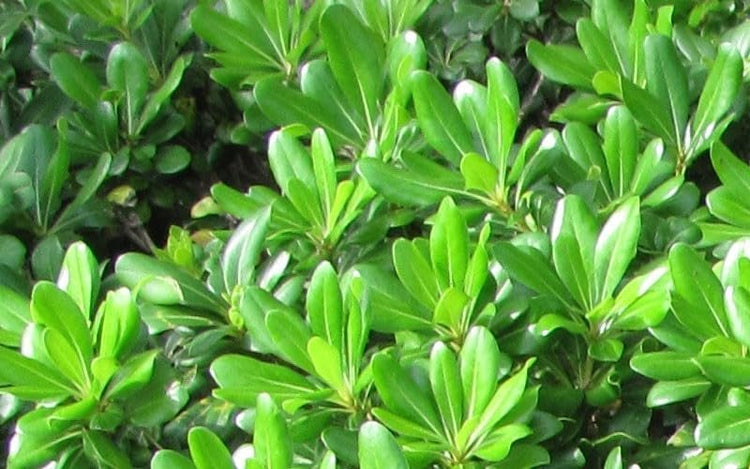 Pittosporum Green | Extra Large 3 Gallon Plants | Pittosporum Tobira | Lush Privacy Hedge | Easy|Care Landscape