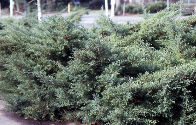Blue Pfitzer Juniper | Live Gallon Size Plants | Juniperus Chinensis | Evergreen Cold Hardy Drought Tolerant Groundcover