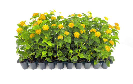 Lantana New Gold | Live Plants | Lantana Camara 'New Gold' | Yellow Ground Cover for Sun | Spreading Landscape Plants for Borders Slopes Containers Beds and Walkways