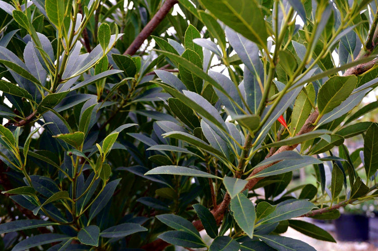 Japanese Blueberry Elaeocarpus | Extra Large 3 Gallon Plant | Elaeocarpus decipiens | Evergreen Beauty | Landscape Favorite