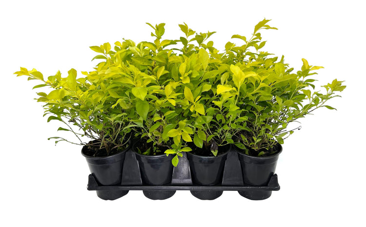 Duranta Gold Mound | Live Quart Size Plants | Duranta Erecta 'Gold Mound' | Vibrant Foliage | Landscape Accent Shrub Hedge