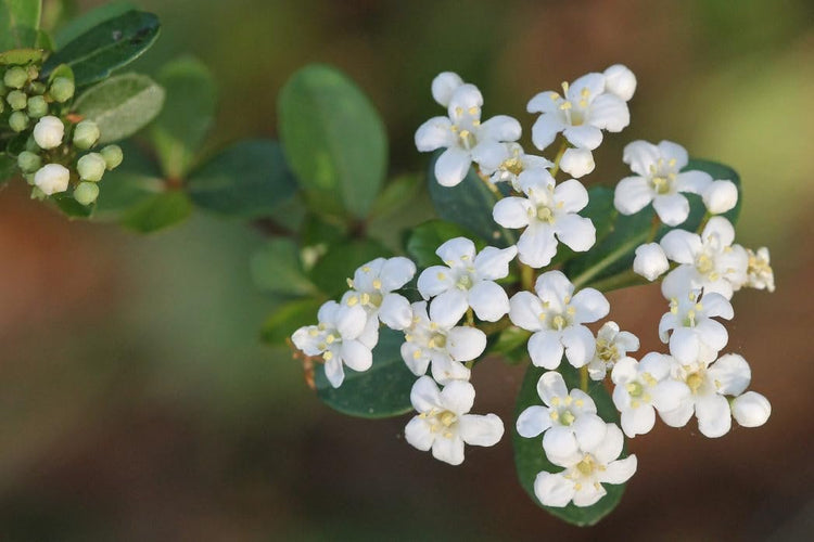 Viburnum Mrs. Schiller's Delight I Large Gallon Size Plant | Live Plants I Dwarf Obovatum I Evergreen Shrub with Fragrant White Blooms, Ideal for Hedges, Borders