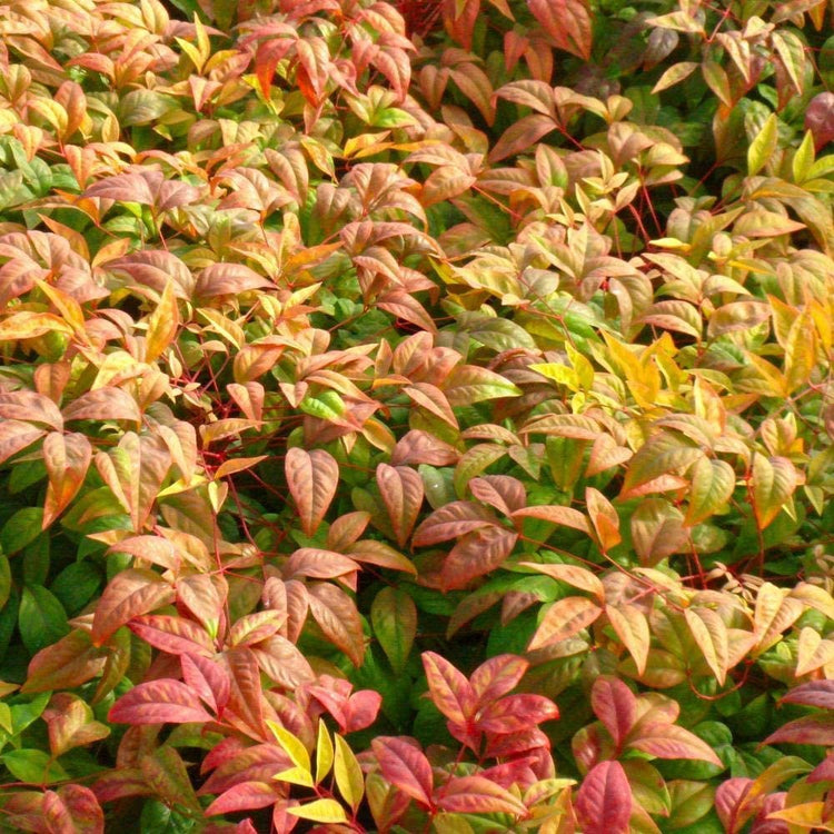 Firepower Heavenly Bamboo | Large Gallon Size Plants | Nandina Domestica | Brilliant Colorful Low Maintenance Foliage