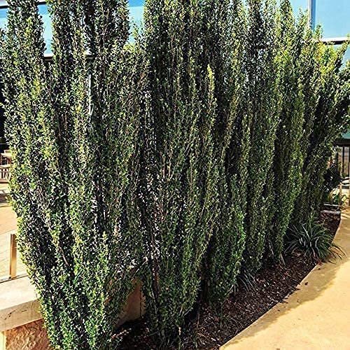 Sky Pencil Japanese Holly | Large 3 Gallon Plants | Low Maintenance Formal Evergreen Ilex Hedge
