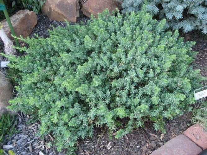 Blue Pacific Juniper | Extra Large 3 Gallon Plants | Live Fast|Growing Ground Cover Shrub, Drought|Tolerant, Low|Maintenance Landscaping Plant