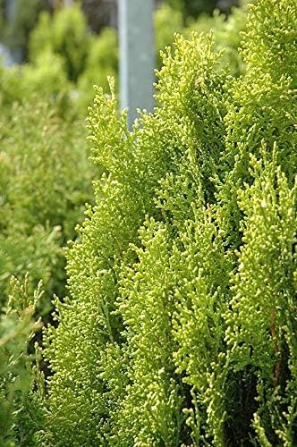 Arborvitae Berkman's Gold | Live Plants | Thuja Occidentalis | Perfect for Landscaping | Radiant & Hardy