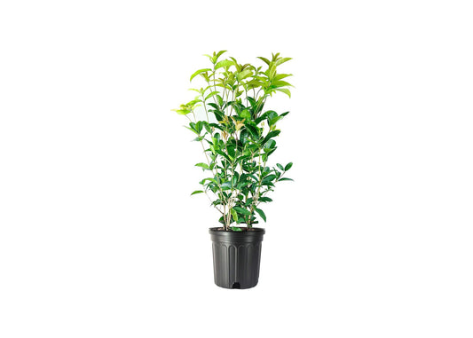 Fragrant Tea Olive Shrub | Extra Large 3 Gallon Plants | Osmanthus Fragrans Blooming Specimen