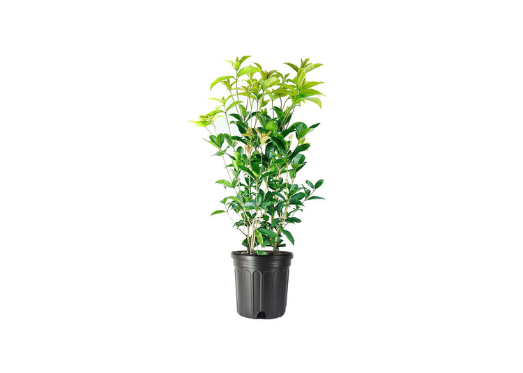 Fragrant Tea Olive Shrub | Extra Large 3 Gallon Plants | Osmanthus Fragrans Blooming Specimen
