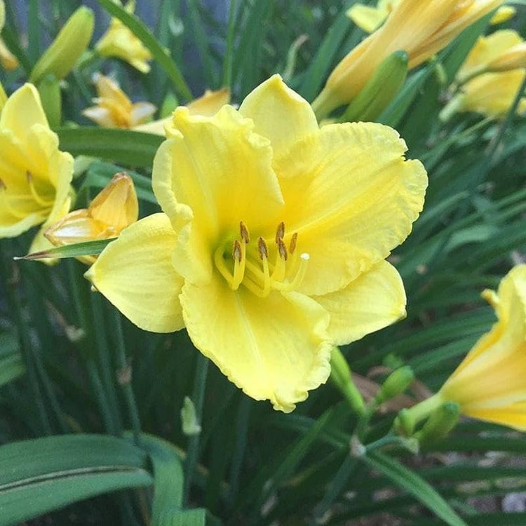 Daylily Happy Returns I Live 3 Inch Pots I Hemerocallis | Yellow Flowers | Perennial Garden Star, Easy|to|Grow for Continuous Floral Display