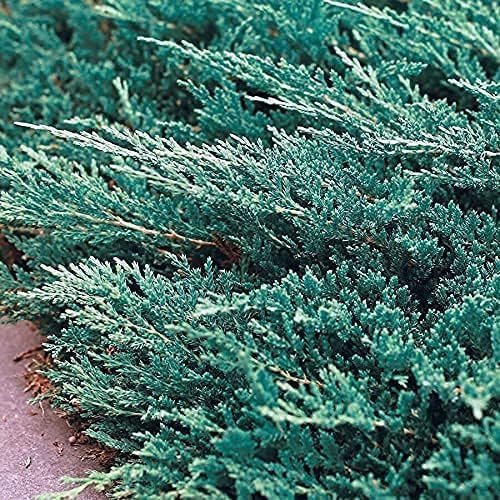 Bar Harbor Juniper | Live 4 Inch Pots | Juniperus horizontalis 'Bar Harbor' | Perfect Lush Ground Cover & Landscape Accent | Drought Resistant & Low Maintenance