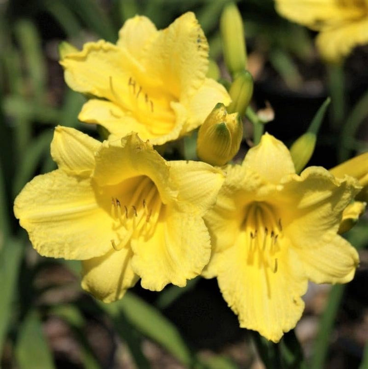 Daylily Happy Returns I Live 3 Inch Pots I Hemerocallis | Yellow Flowers | Perennial Garden Star, Easy|to|Grow for Continuous Floral Display