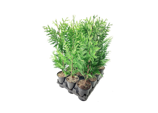 Thuja Plicata 'Green Giant' Arborvitae | Quart Size Plant | Live Evergreen Privacy Tree