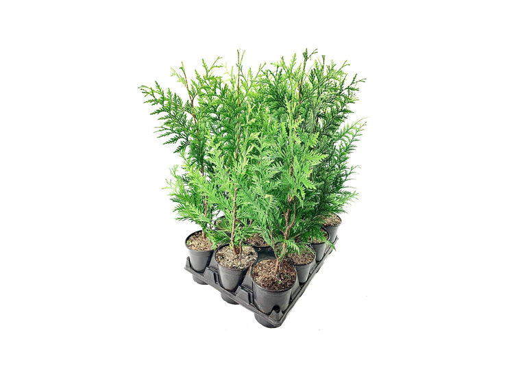 Thuja Plicata 'Green Giant' Arborvitae | Quart Size Plant | Live Evergreen Privacy Tree