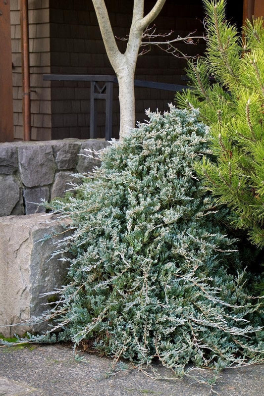 Blue Rug Juniper | Live 4 Inch Plants | Juniperus Horizontalis 'Wiltonii' | Drought Tolerant Cold Hardy Evergreen
