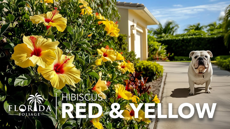 Hibiscus Red & Yellow | Live Plants | Hibiscus Rosa|Sinensis | Vibrant Blooms | Garden Favorites