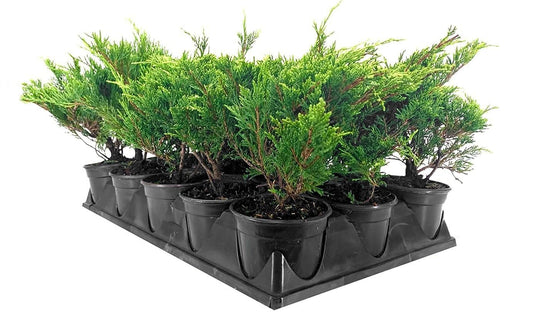 Juniper Calgary Carpet | Live 4 Inch Pot | Juniperus Sabina Monna | Evergreen Ground Cover Plants | Low|Maintenance Landscaping Shrub