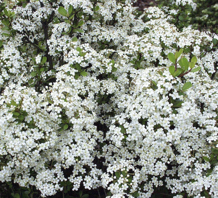 Viburnum Mrs. Schiller's Delight I Large Gallon Size Plant | Live Plants I Dwarf Obovatum I Evergreen Shrub with Fragrant White Blooms, Ideal for Hedges, Borders