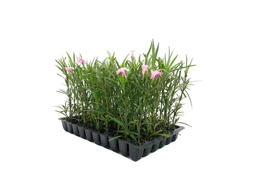 Mexican Petunia Pink | Live Plants | Ruellia Brittoniana | Pink Flowering Landscape Pollinator | Heat Tolerant Groundcover | Outdoor Perennial for Gardens Borders Walkways Containers