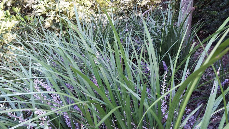 Evergreen Giant Liriope Muscari | Live Plants | Drought Tolerant Low Maintenance Evergreen Groundcover Grass