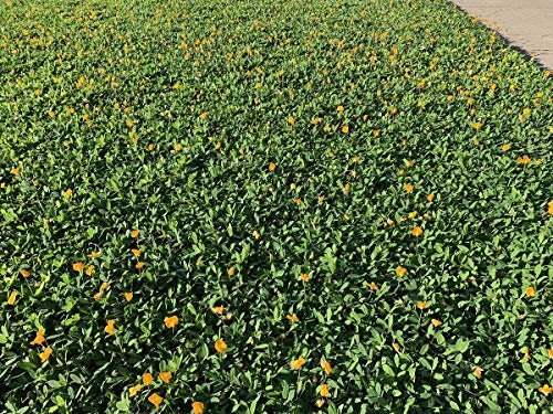 EcoTurf Perennial Peanut Grass | Live Plants | Arachis Glabrata | Live Ground Cover for Sustainable Landscaping, Drought|Tolerant