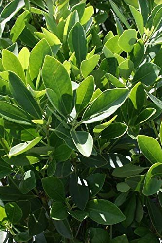 Anise Forest Green | Live Plants | Illicium Parviflorum | Shade Loving Evergreen Hedge