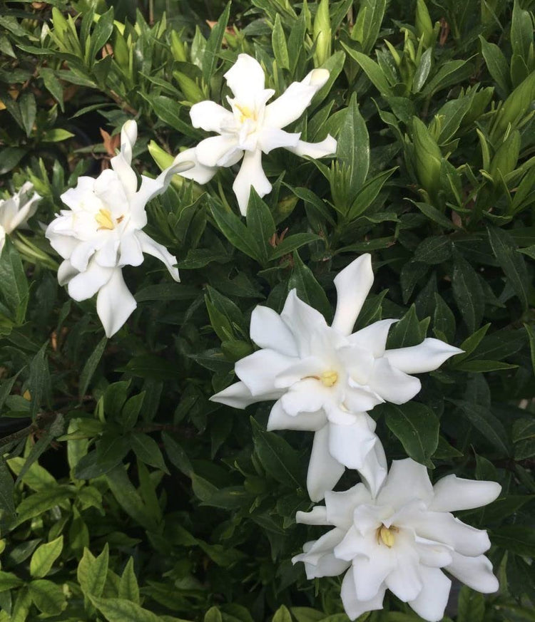 Frostproof Gardenia | Large Gallon Size Plants | Fragrant Blooming Shrub | Gardenia Jasminoides