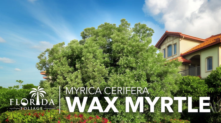 Wax Myrtle | Live 4 Inch Pot | Myrica Cerifera | Evergreen Shrubs for Privacy Screens & Native Landscaping | Fast|Growing Hardy Plants