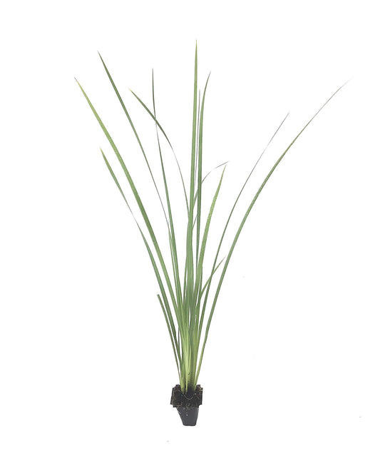 African Iris Yellow | Live Plants | Dietes Vegeta | Drought Tolerant Groundcover Grass