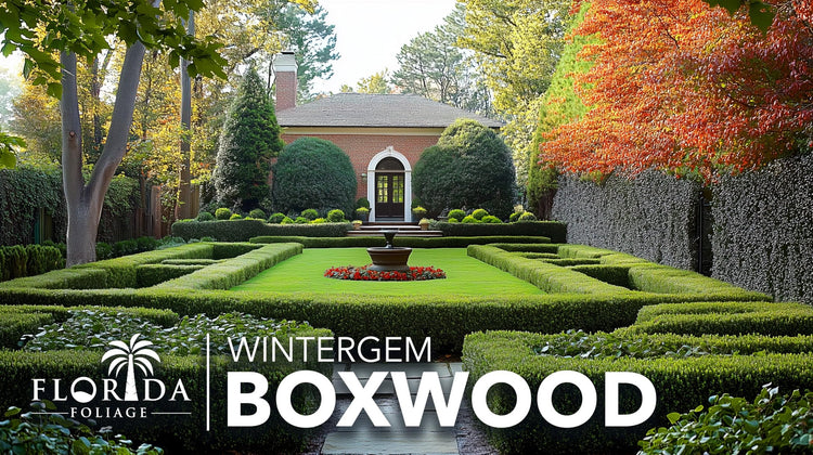 Winter Gem Boxwood | Large Gallon Size Plants | Buxus Microphylla Japonica | Fast Growing Cold Hardy Formal Evergreen Hedge Shrub