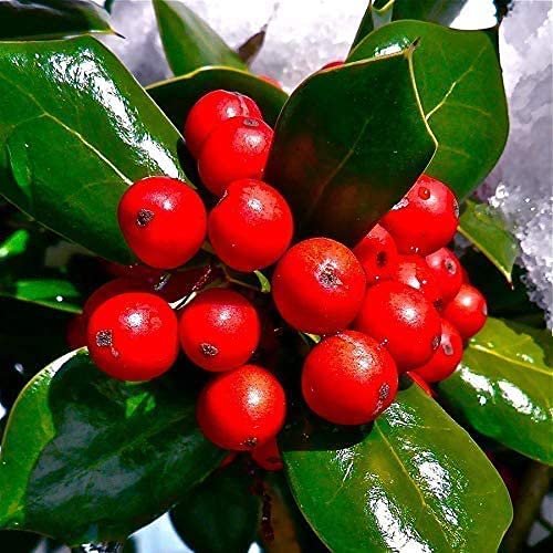 Dwarf Burford Holly | Live Plants | Ilex Burfordi Evergreen Hedge Red Berries Tree Shrub
