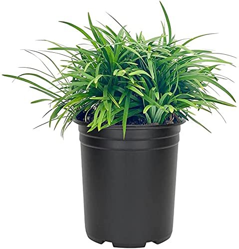 Dwarf Mondo Grass | Large Quart Size Plants | Ophiopogon Japonicus Nanus | Live Shade Loving Evergreen Ground Cover