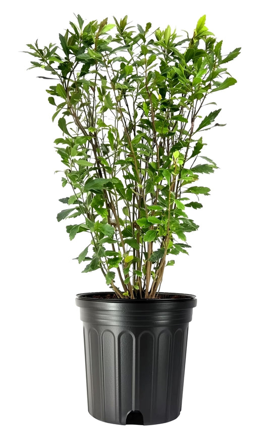 Wax Myrtle | Live Gallon Size Plant | Myrica Cerifera | Ideal for Natural Landscaping | Fragran, Fast|Growing & Hardy