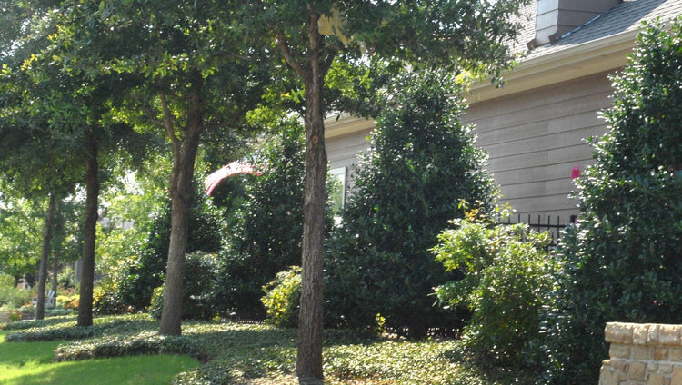 Nellie R. Stevens Holly | 40 Live Trees | Evergreen Privacy Screening Hedge Plants | Ilex