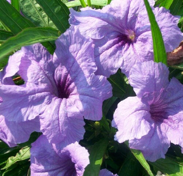 Katie's Dwarf Mexican Petunia Purple | Live Plants | Ruellia brittoniana | Compact Flowering Perennial | Low Growing Pollinator Favorite for Walkways Borders Containers Landscaping