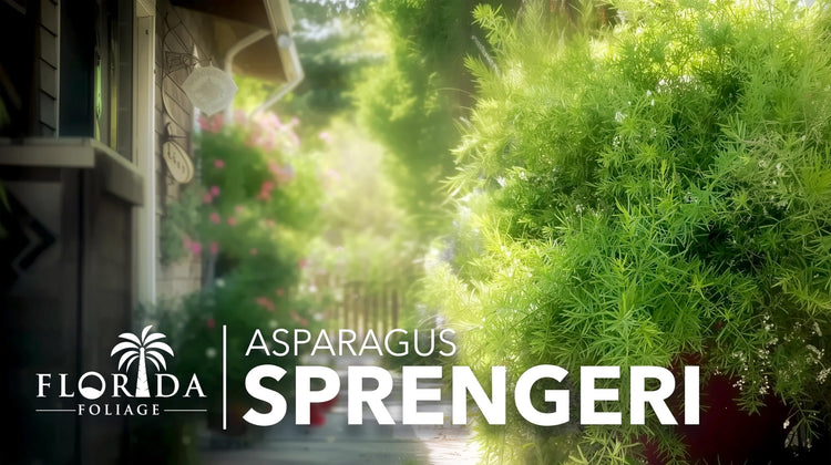 Fern Sprengeri | Live Plants | Asparagus Densiflorus | Evergreen Ornamental Fern | Lush Green Foliage for Hanging Baskets & Borders