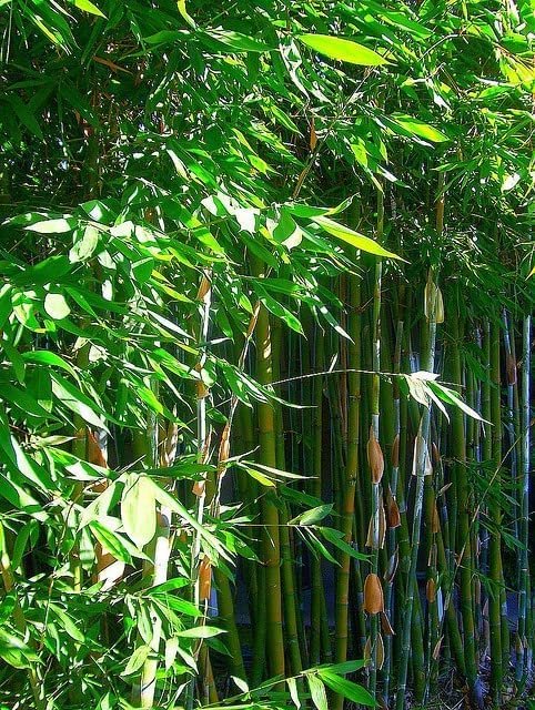 Giant Timber Bamboo | Live Plant | Bambusa Oldhamii | Beautiful Non|Invasive Clumping Bamboo Privacy Screen