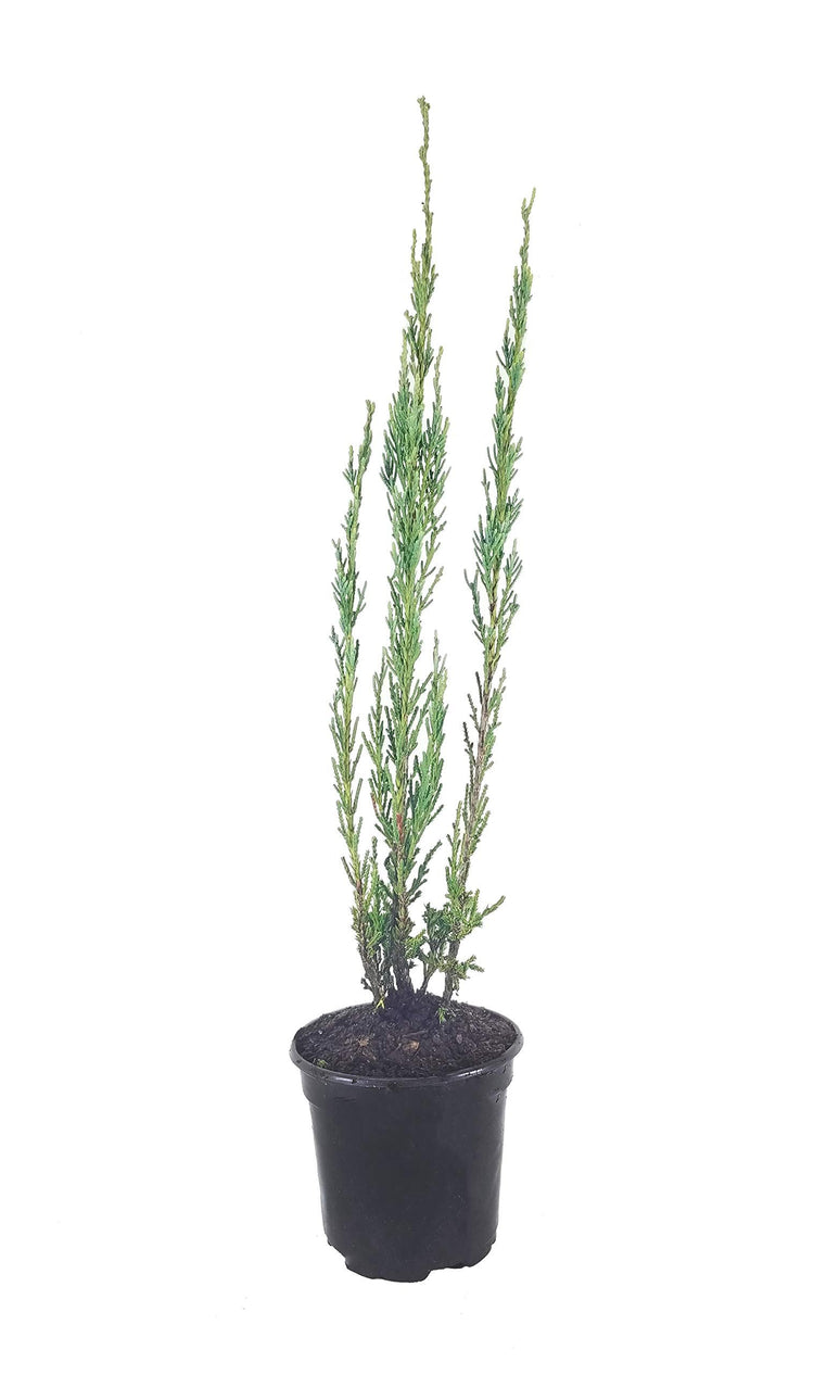 Skyrocket Juniper | Live 4 Inch Pots | Juniperus Scopulorum | Formal Upright Evergreen Tree