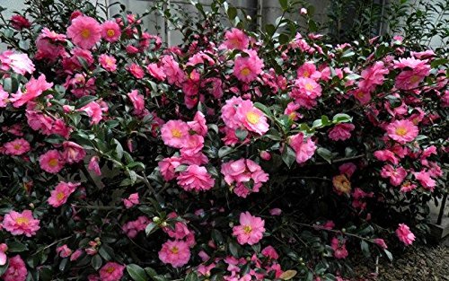 Camellia Sasanqua Shi|Shi I Extra Large 3 Gallon Plants | Pink Flowering Live Plant for Outdoor & Indoor Gardens, Compact Elegant Flowering Shrub for Vibrant Landscaping