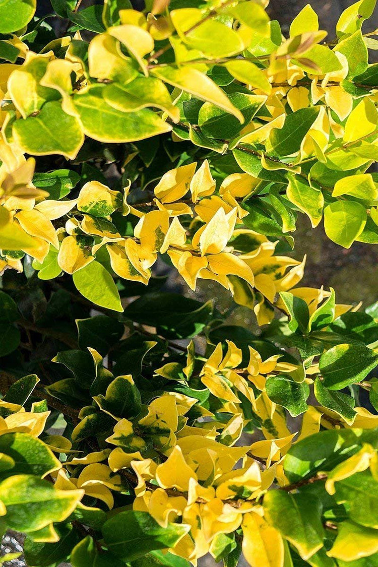 Ligustrum Japonicum Howardi | Live Quart Size Plant | Privet Howardii | Variegated Evergreen Privacy Hedge